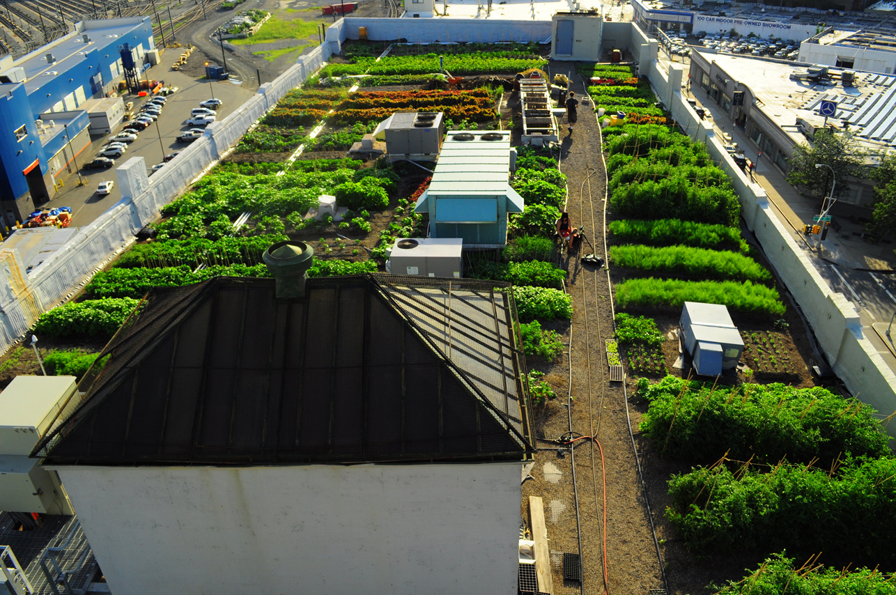 brooklyn grange urban rooftop farm