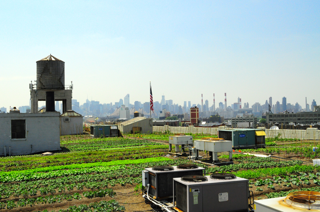 brooklyn grange urban rooftop farm