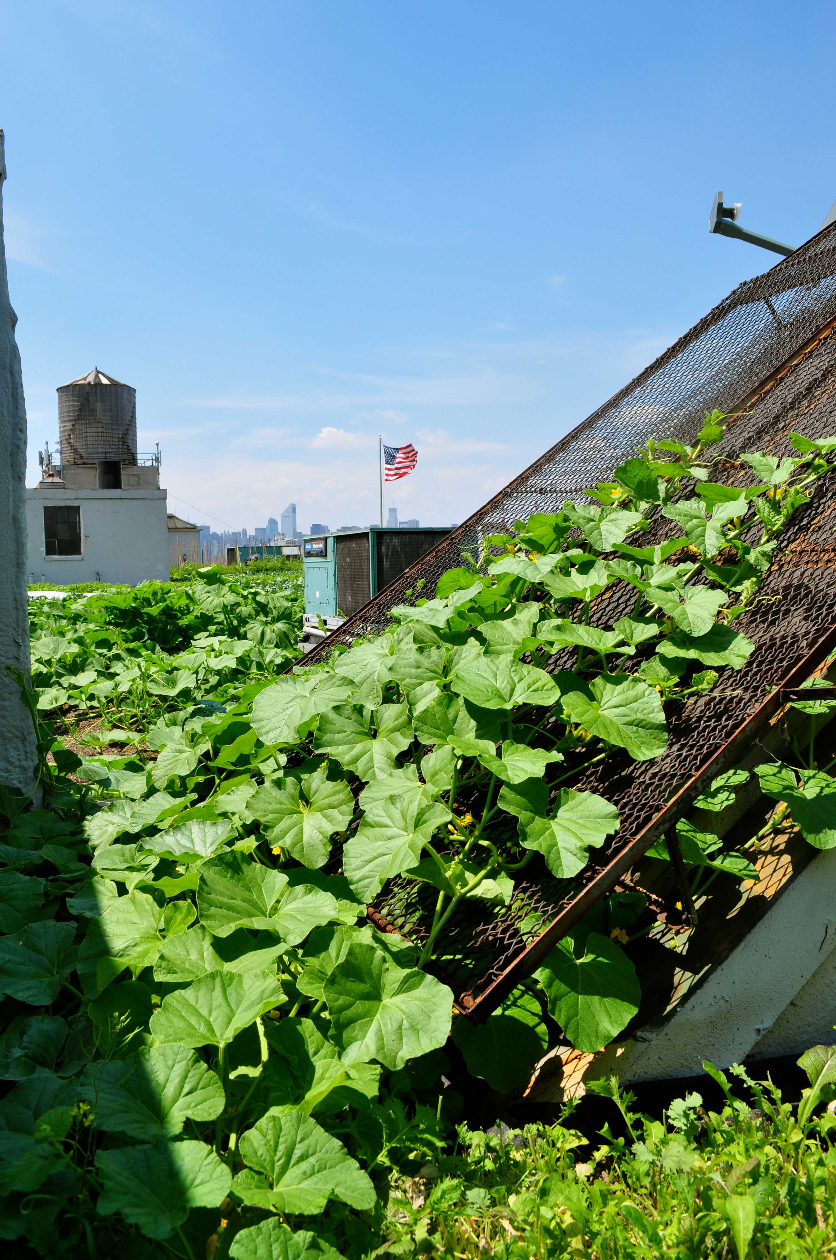 brooklyn grange urban rooftop farm