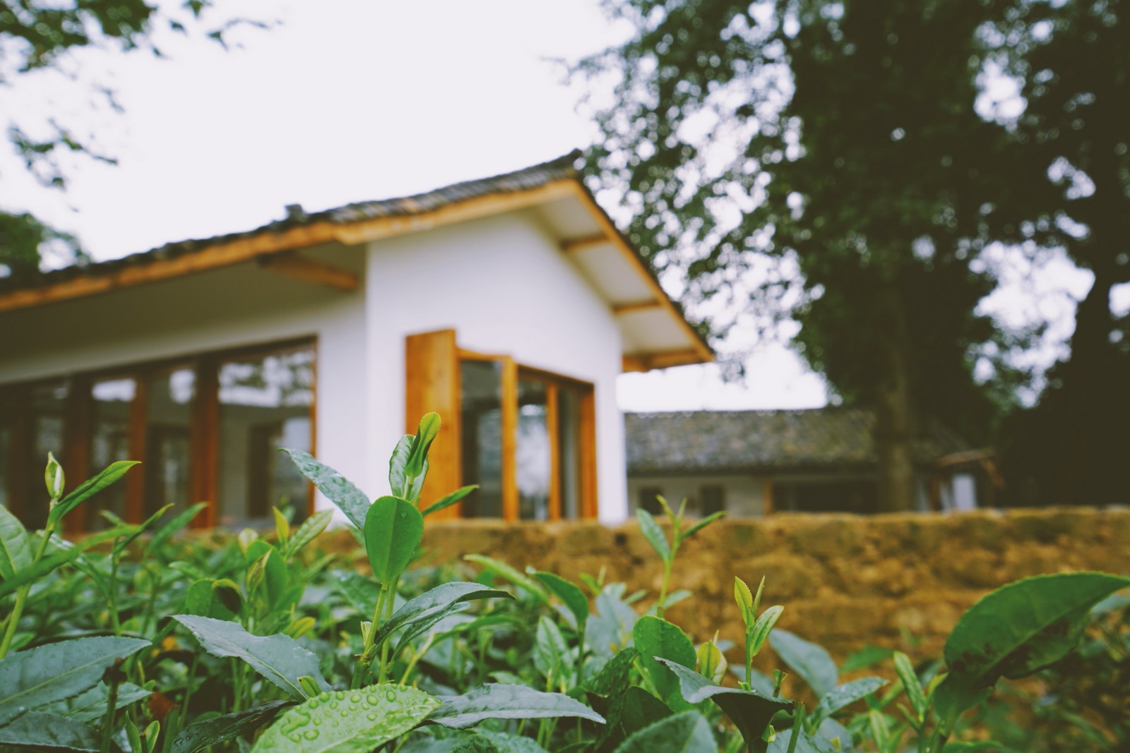 记忆力的悠悠茶香——使然设计:四川 小茶院